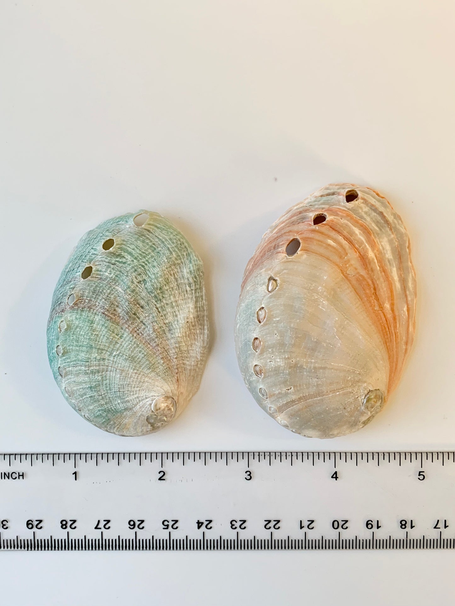 Red abalone shell