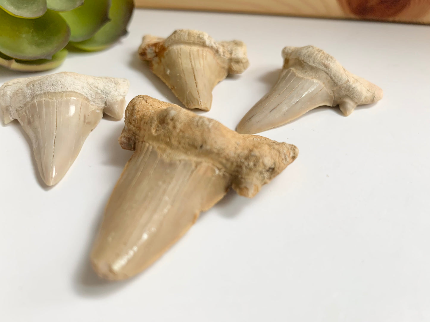 Otodus Shark Fossil Tooth