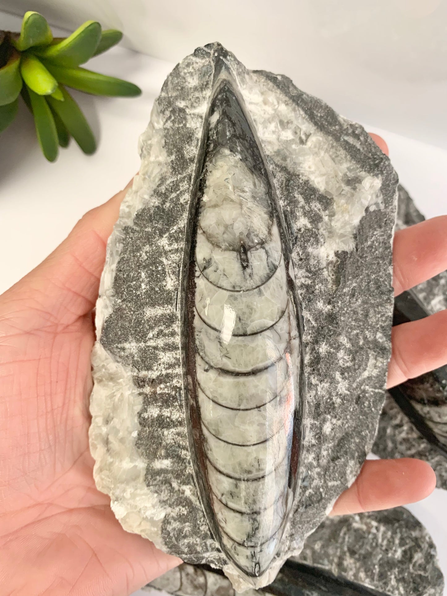 Orthoceras fossil in Matrix, single