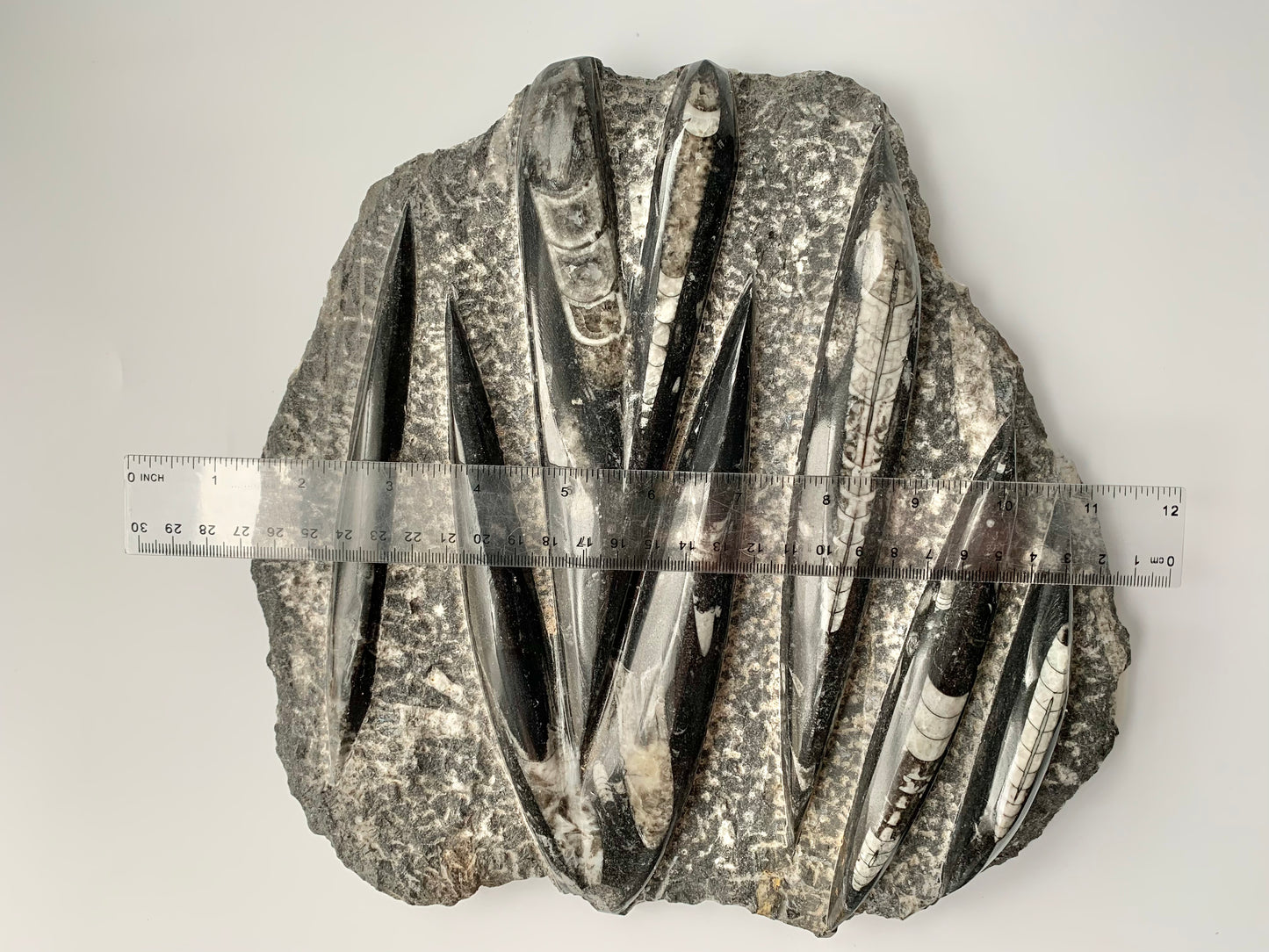 Orthoceras Fossil in Matrix, Multiple