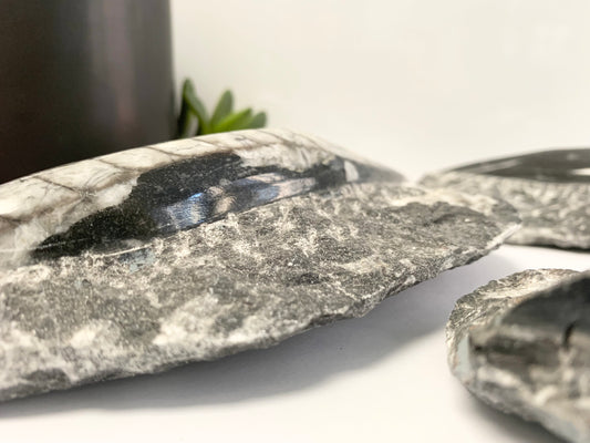 Orthoceras fossil in Matrix, single