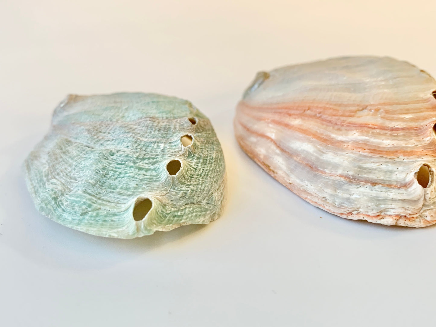 Rediigreen Shell Red abalone shell – Midwest Shores