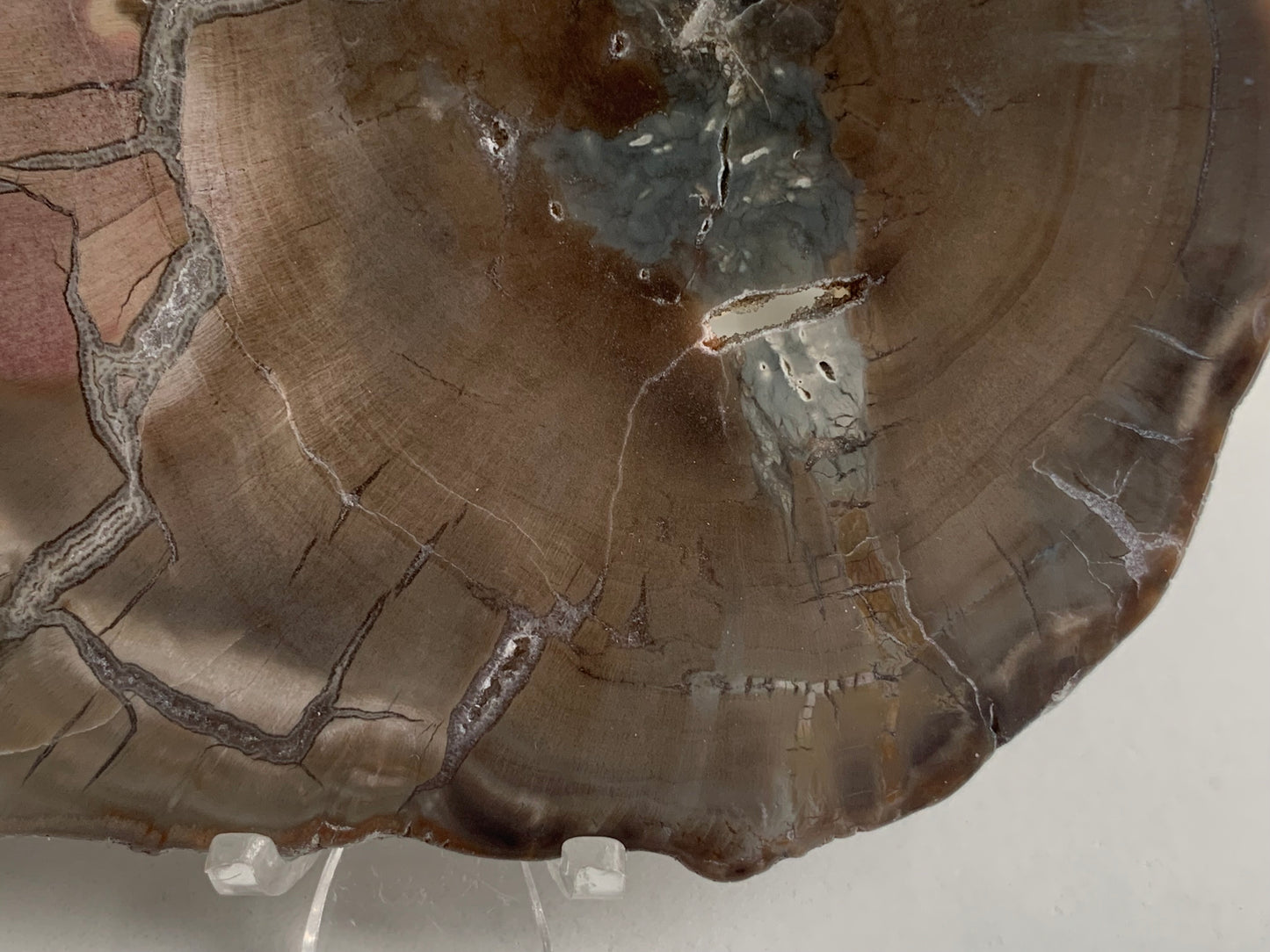 Polished Petrified Wood Slab
